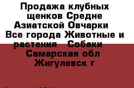Продажа клубных щенков Средне Азиатской Овчарки - Все города Животные и растения » Собаки   . Самарская обл.,Жигулевск г.